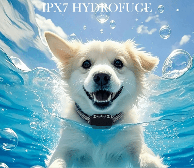 Collier de dressage pour chien | Obéissance™ - Chien en balade