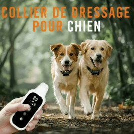 Collier de dressage pour chien | Obéissance™ - Chien en balade