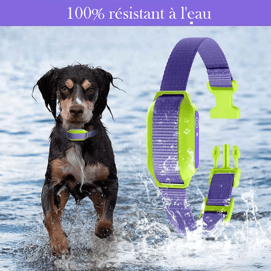 Collier de dressage pour chien| Sans Choc - Chien en balade