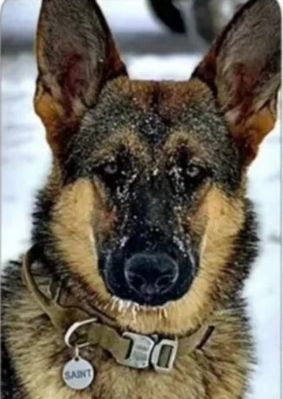 Collier et laisse tactique militaire  Army- Chien en balade