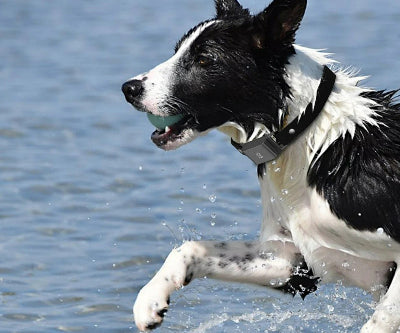 Collier-GPS-chien -étanche- Chien en balade