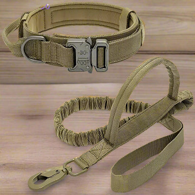 Collier-laisse-tactique-militaire-beige Chien en balade