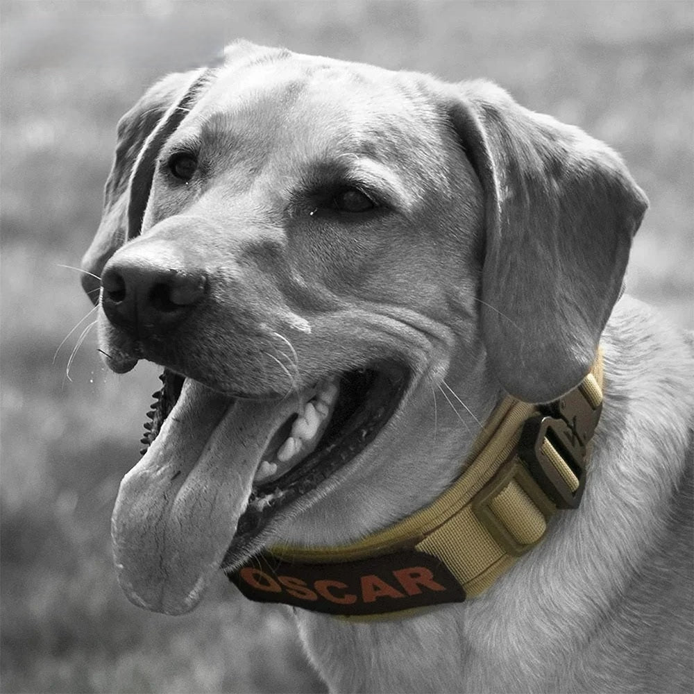 Collier pour chien militaire - Chien en balade