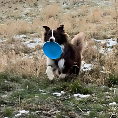 Frisbee-chien-FlyDog™-Bleu-Chien en balade
