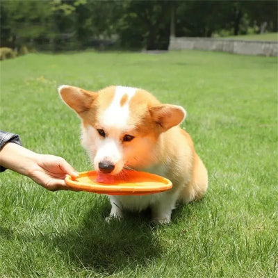 Frisbee-chien-FlyDog™-Orange-Chien en balade