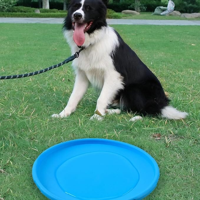 Frisbee - FlyDog™ - Bleu - Chien en balade