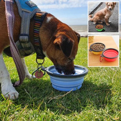 Gamelle chien | GamPack™ - Chien en balade