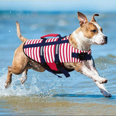 gilet-sauvetage-chien-plage-chien en balade