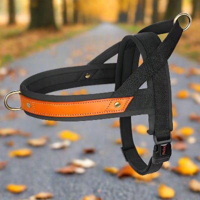 Harnais chien Anti - Traction | Confortrack - Chien en balade