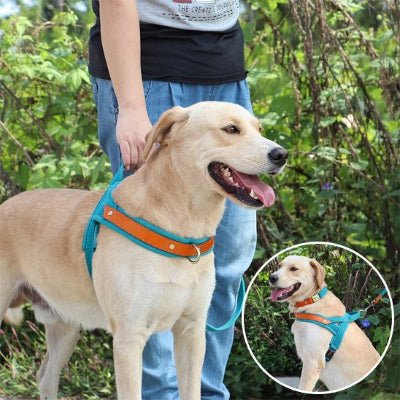 Harnais chien Anti - Traction | Confortrack - Chien en balade