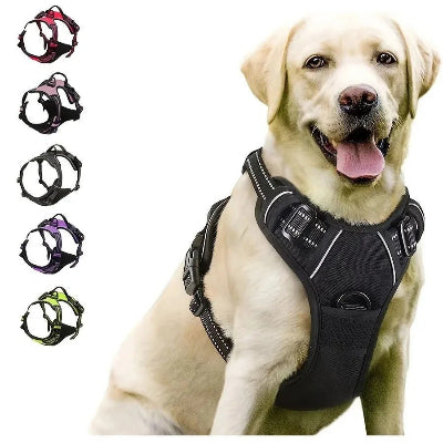 Harnais chien  Coloss 5 couleurs Chien en balade