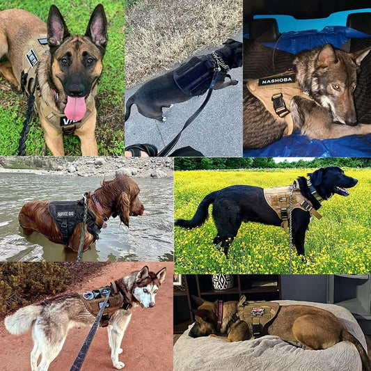 Harnais chien| militaire SFP - 1™ Contrôle parfait sans traction - Chien en balade