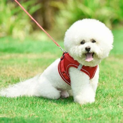 Harnais chien Réfléchissant Respirant - Confort & sécurité - Chien en balade