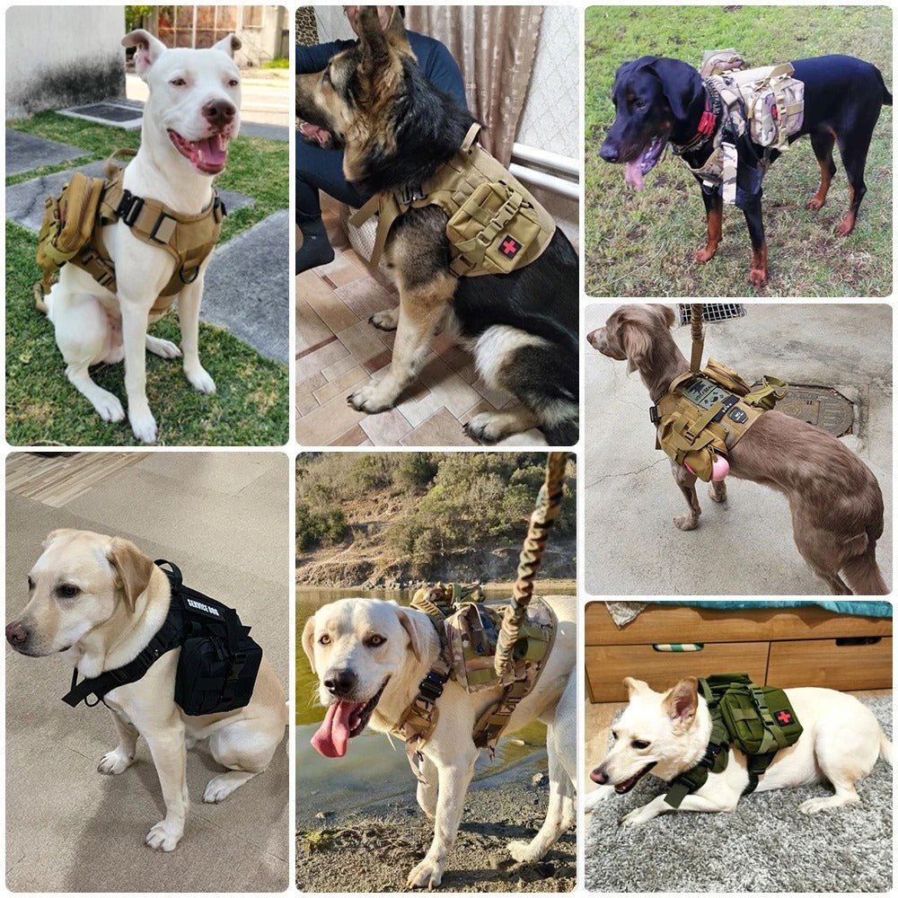 Harnais militaire pour chien de grande taille - Chien en balade