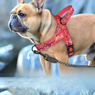 Harnais pour chien - DogSafeHarness™ - Rouge - Chien en balade