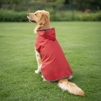Imperméable chien | NoWet™ Chaud et Élégant - Chien en balade
