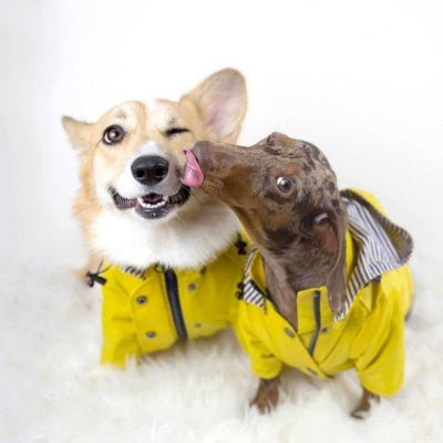 Imperméable pour chien| Classique™ Modèle à deux jambes - Chien en balade