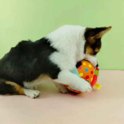 jouet pour chien  indestructible  Inter-Balle-sonore chien qui joue - Chien en balade