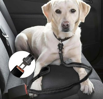 Laisse DulBunduextrêmes™ pour chien - auto-Chien en balade