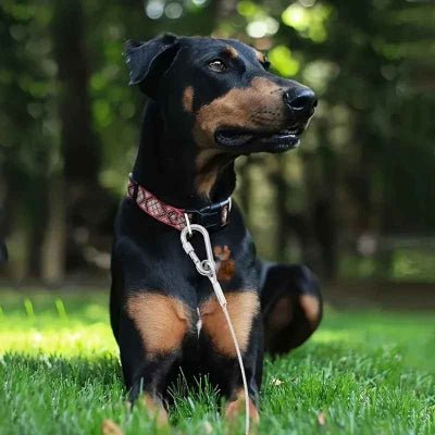 laisse pour chien | d'arrimage TiedDog™ Solidité tranquilité d'esprit - Chien en balade