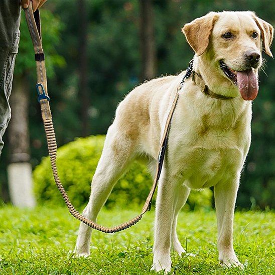 Laisse-pour-chien-indestructible-anti-traction-Promenade