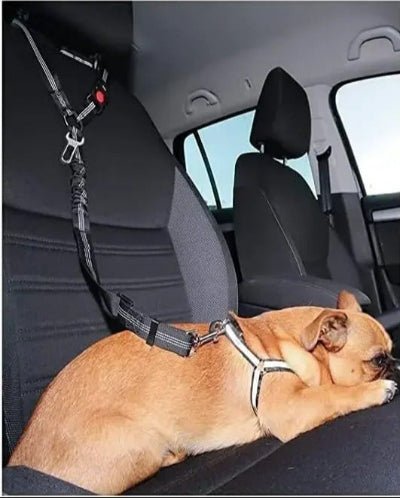 Laisse pour chien| Pro - Teck™ Sécuritaire absorbant les chocs - Chien en balade