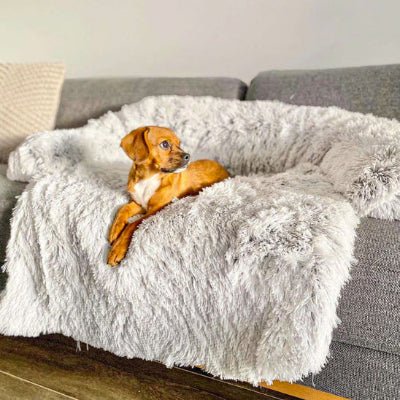 Lit pour chien café au lait- Chien en balade