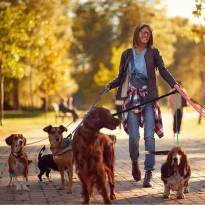 Longe chien | Nyloo™ Éducation sans stress - Chien en balade