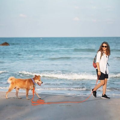 Longe chien | Robuste Sécurité - Chien en balade