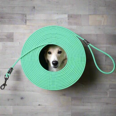 Longe pour chien RappelTech™ - Chien en balade
