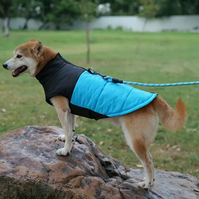 Manteau-imperméable- chien - Chien en balade