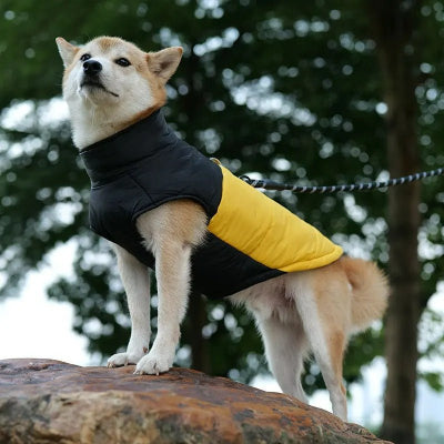 Manteau-imperméable- chien -jaune- Chien en balade