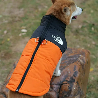 Manteau imperméable pour chien - Chien en balade