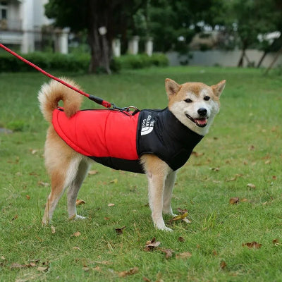 Manteau imperméable pour chien - Chien en balade