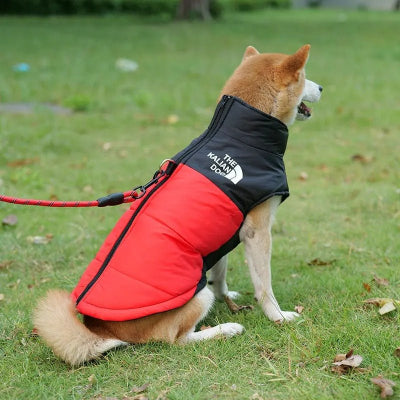 Manteau imperméable pour chien - Chien en balade