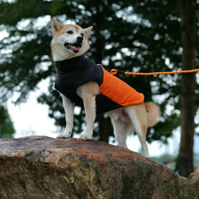 Manteau imperméable pour chien - Chien en balade