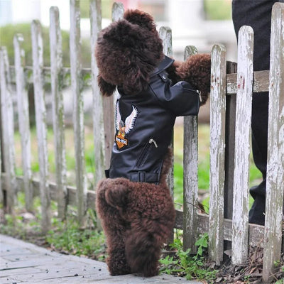 manteau pour chien cuir eagle dos| Chien en balade