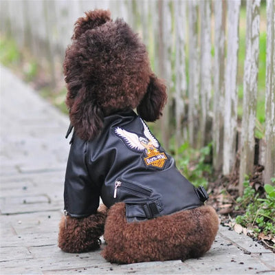 manteau pour chien cuir eagle assi- Chien en balade