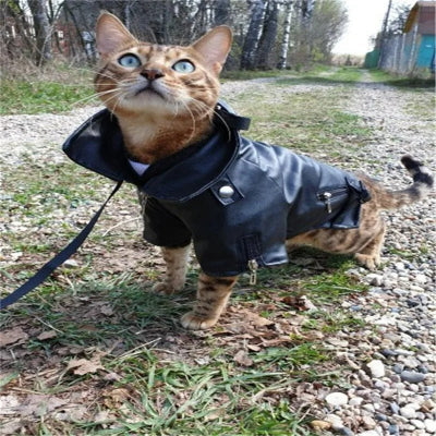 manteau pour chien cuir eagle chat |Chien en balade