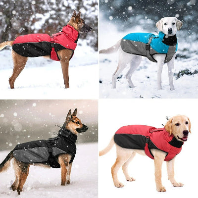 Manteau réfléchissant pour chien - 4couleurs-chien en balade