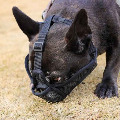Muselière | Bouledogue Français | EasyBreath™ - Chien en balade