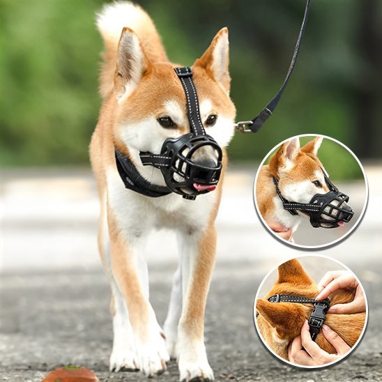 Muselière chien | MUzDog ™ Confort Sécurité - Chien en balade