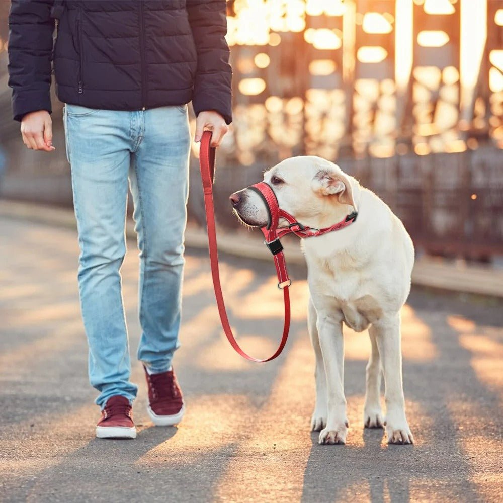 Muselière pour chien anti traction- Chien en balade