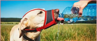 Muselière pour chien| Filo™ Confortable et respirante - Chien en balade