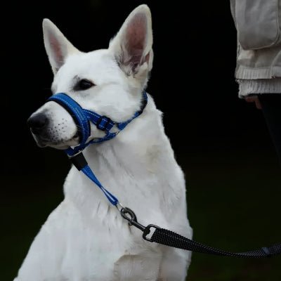 Muselière pour chien| Muso™ Laisse Anti traction - Chien en balade