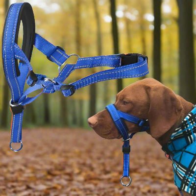 Muselière pour chien| Muso™ Laisse Anti traction - Chien en balade