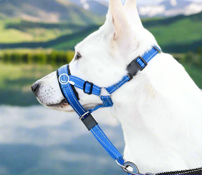 Muselière chien tissus réfléchissant Chien en balade