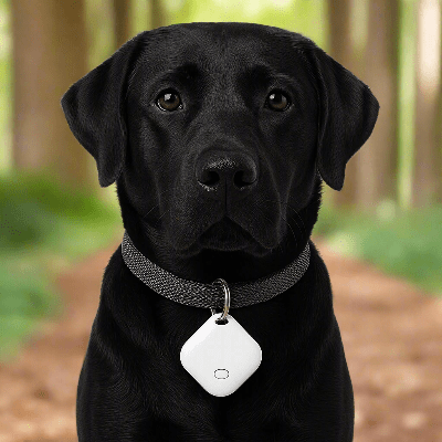 Traceur gps chien| Smart - Tag™ - Chien en balade
